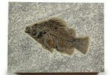 Fossil Fish (Priscacara Serrata) - Top Quality Specimen #370870-1